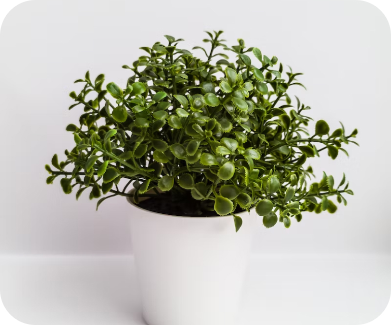 Ikea Plant